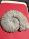 Delcampe - Ammonite Fossilisée - Fossiles