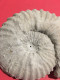 Delcampe - Ammonite Fossilisée - Fossielen