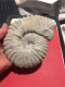 Delcampe - Ammonite Fossilisée - Fossils