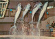 Animaux - Zoo D'Anvers - Antwerpen - Spectacle De Dauphins - Dolphins - CPM - Carte Neuve - Voir Scans Recto-Verso - Dolphins