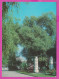 309624 / Bulgaria - Peshtera Town - The Century-old Kawak Tree PC 1980 USED - 5 St. Kozloduy Nuclear Power Plant  - Storia Postale