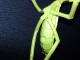 Delcampe - Vintage 1995 New Ray Toys Mante Religieuse Praying Mantis - Andere & Zonder Classificatie