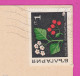 309644 / Bulgaria - Golden Sands (Varna)  Casino Kasino Building PC 1969 USED - 1 St. Mespilus Oxyacantha Crataegus - Medicinal Plants