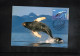 Australian Antarctic Territory 1995 Antarctica - Base Davis - Helicopter Flight - Whales - Bases Antarctiques