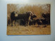 SOUTH AFRICA    USED    POSTCARDS  1981   BUFFALO   ANIMALS  2  STAMPS   CACTUS  2 SCAN - Stieren