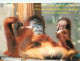 Animaux - Singes - Orang-Outan - Carte à Message - Carte Neuve - CPM - Voir Scans Recto-Verso - Singes