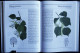 Delcampe - ARBRES ET ARBUSTES - " La Nature à Livre Ouvert " - GRÜND - ( 1993 ) - 256 Illustrations En Couleurs . - Natur