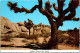 14-3-2024 (3 Y 3)  USA - Desert Joshua Tree - Arbres