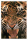 Animaux - Fauves - Tigre - Tiger - Collection Vie Sauvage - Mark Newman - Tigre En Fureur - CPM - Carte Neuve - Voir Sca - Tigres