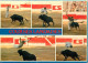 Corrida - La Course Landaise - Multivues - Flamme Postale De Capbreton - CPM - Voir Scans Recto-Verso - Corridas