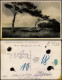 Ansichtskarte Prerow Am Waldesrand 1934 - Seebad Prerow
