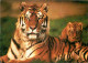 Animaux - Fauves - Tigre - Tiger - Collection Les Animaux De Notre Planète - Tigresse Et Son Petit - CPM - Carte Neuve - - Tigres