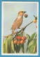 H-5200 * Advertising Flyer 7.5x10.5 Cm In Danish - AGFA AgfaColor Negativfilm CN17 135-36 - Bird, Fruit, Cherries, Photo - Publicités