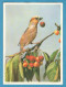 H-5200 * Advertising Flyer 7.5x10.5 Cm In Danish - AGFA AgfaColor Negativfilm CN17 135-36 - Bird, Fruit, Cherries, Photo - Publicités