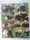 PHONECARD - China Set Of 8 Panda Phonecards - China