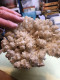 Delcampe - Très Gros Morceau De Corail - Conchas Y Caracoles