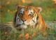 Animaux - Fauves - Tigre - Tiger - Tigre De Sibérie - CPM - Carte Neuve - Voir Scans Recto-Verso - Tigers