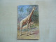 Carte Postale Ancienne GIRAFES - Giraffes