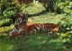 Animaux - Fauves - Tigre - Tiger - CPM - Carte Neuve - Voir Scans Recto-Verso - Tijgers