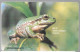 CARTE-PUCE-Gem6-CHYPRE3£-10/01-GRENOUILLE VERTE--TBE- - Poissons