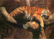Animaux - Fauves - Tigre - Tiger - Photographie De Hugo Vitamvas - CPM - Carte Neuve - Voir Scans Recto-Verso - Tigres