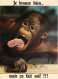 Animaux - Singes - Orang-Outan - Carte à Message - CPM - Voir Scans Recto-Verso - Singes