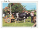 Format - 148 X 108 Mms - Costa Rica - Boyero Con Carreta Tipica - Paysan Avec Sa Charrette Typique - Vaches - CPM - Cart - Costa Rica