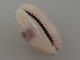 Cypraea Erosa Philippines 34,1mm GEM N12 - Seashells & Snail-shells