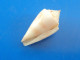 Conus Mindanus Martinique 19mm F+++ N2 - Seashells & Snail-shells