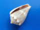 Conus Biliosus  Philippines 24,2mm F+++ N2 - Seashells & Snail-shells