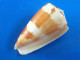 Conus Striatellus Madagascar (Tuléar)  48,4mm F+++ N1 - Seashells & Snail-shells
