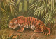 Animaux - Fauves - Tigre - Tiger - Art Peinture - Illustration De P Barruel - CPM - Carte Neuve - Voir Scans Recto-Verso - Tiger