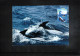 Australian Antarctic Territory 1996 Antarctica - Base Davis - Whales - Ship Aurora Australis - Onderzoeksstations