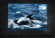 Australian Antarctic Territory 1996 Antarctica - Base Mawson - Ship Polar Bird - Whales - Onderzoeksstations