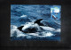 Australian Antarctic Territory 1996 Antarctica - Base Mawson - Ship Polar Bird - Whales - Bases Antarctiques