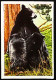 ►  Ours Baby Bear Yellowstone Park   - Chromo-Image Cigarette Josetti Bilder Berlin Album 4 1920's - Autres Marques