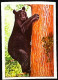 ►  Ours Noir Bear Amérique Du Nord  - Chromo-Image Cigarette Josetti Bilder Berlin Album 4 1920's - Autres Marques