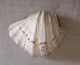 CONCHA DE TRIDACNA GIGAS - Seashells & Snail-shells