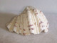 Delcampe - CONCHA DE TRIDACNA GIGAS - Seashells & Snail-shells