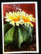 ► Série Cactus En Fleur    - Chromo-Image Cigarette Josetti Bilder Berlin Album 4 1920's - Autres Marques