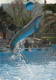 Animaux - Marineland Antibes - Dauphin - Saut Avec Ballon - Dolphins - Zoo Marin - CPM - Etat Trou De Punaise Visible -  - Delphine