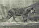 Animaux - Fauves - Tigre - Tiger - Museum National D'Histoire Naturelle - Parc Zoologique De Paris - Zoo - CPSM Grand Fo - Tigri