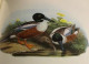 Les Oiseaux D'europe / 2 Tomes / Reproductions En Couleurs De John Gould's - Natur