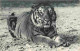 Animaux - Fauves - Tigre - Tiger - Museum National D'Histoire Naturelle - Parc Zoologique Du Bois De Vincennes - Paris - - Tijgers