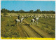 Outback Australia QUEENSLAND Droving Sheep David Lee Qld G45 ICP Postcard C1970s - Altri & Non Classificati