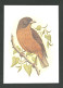 Oiseau Serin Roux Entier Postal Sao Tome Et Principe 1979 Bird Príncipe Seedeater Stationery St Thomas & Principe - Columbiformes