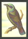 Oiseau Choucador De Principé Entier Postal Sao Tome Et Principe 1983 Bird Principe Starling Postal Stationery St Thomas - Pájaros Cantores (Passeri)