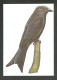 Oiseau Dicrurus Modestus Carte Entier Postal Sao Tome Et Principe 1983 Bird Postal Stationery St Thomas And Principe - Pájaros Cantores (Passeri)
