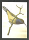Oiseau Souimanga De Hartlaub Entier Postal Sao Tome Et Principe Sunbird 1983 Bird Stationery St Thomas & Principe - Songbirds & Tree Dwellers