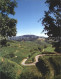 72254736 Kaiserstuhl Region Panorama Blick Zum Totenkopf Weinanbaugebiet Kaisers - Ihringen